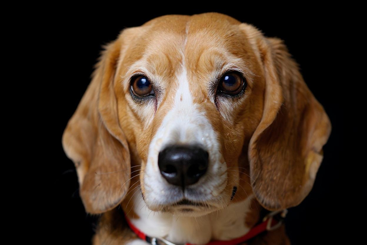 AI Generated Animal Photo